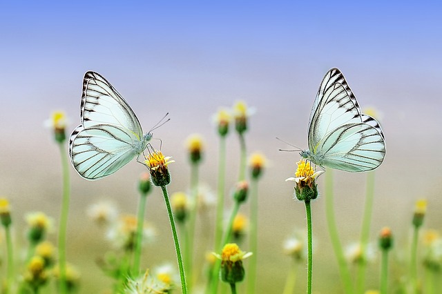 motýli na květu