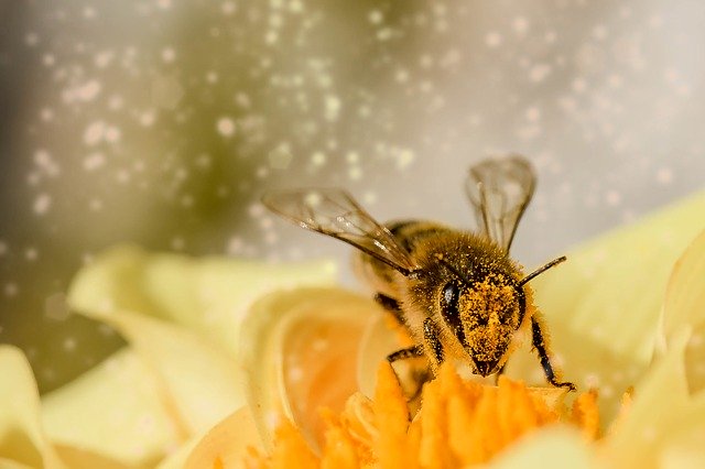 včela, práce, nektar